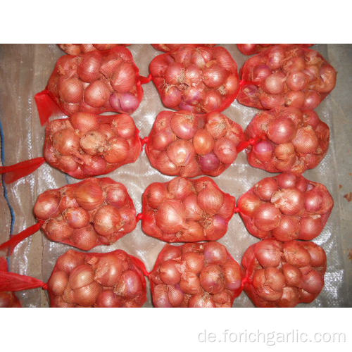 Frische neue Ernte Zwiebel von 3,0 cm bis 10 cm